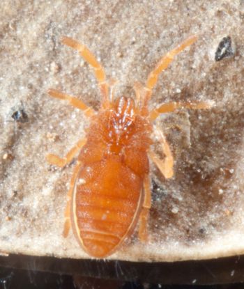 Media type: image; Invertebrate Zoology 132373